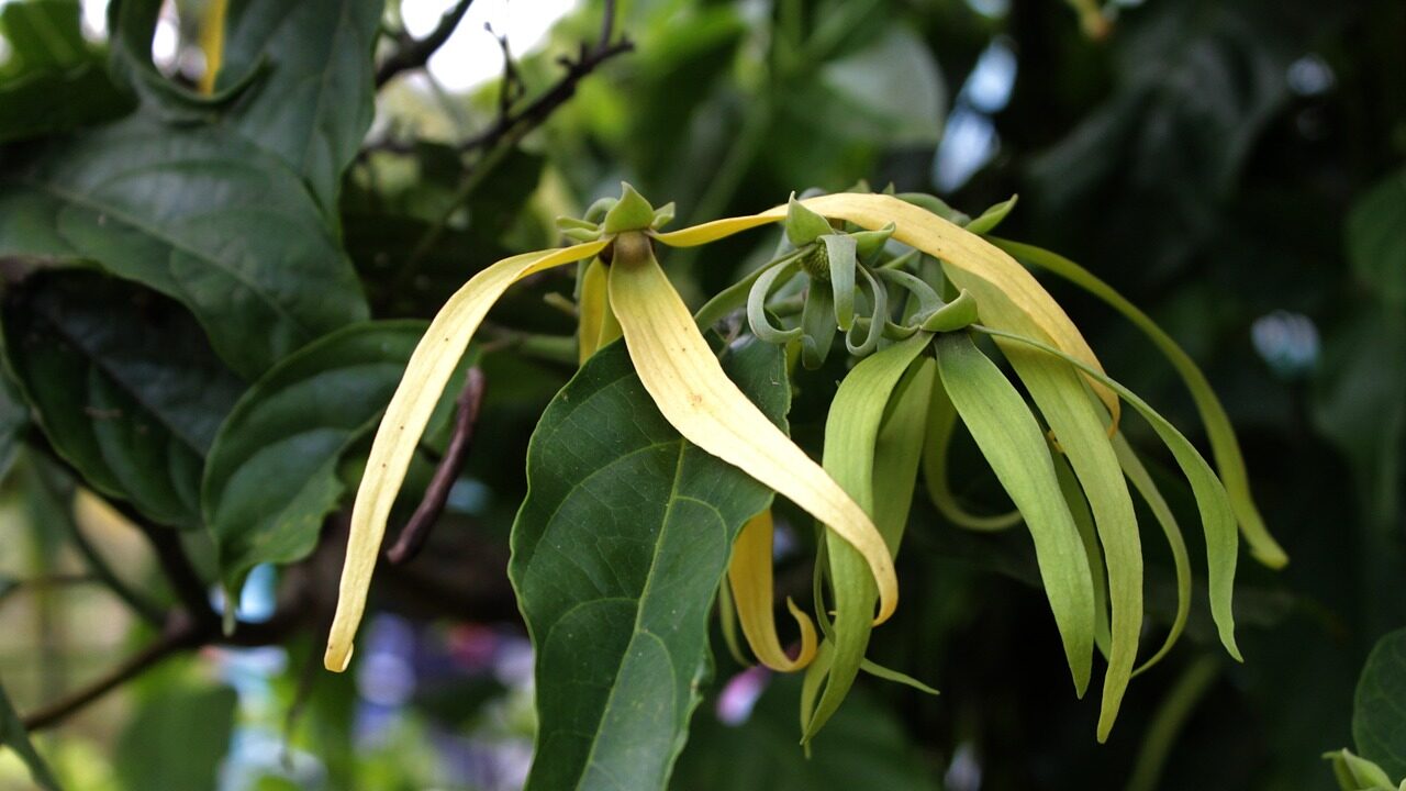 ylang-ylang, flower, aromatherapy