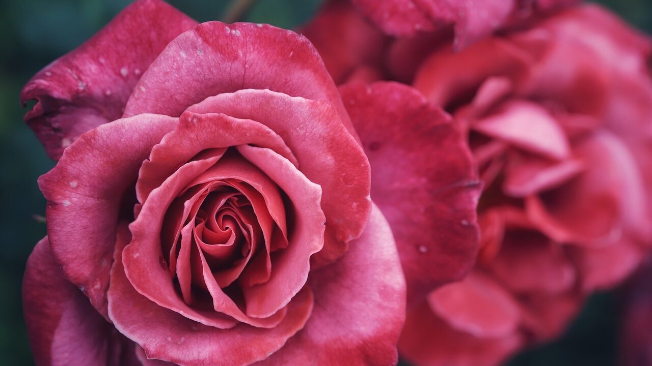 roses, flowers, flower background