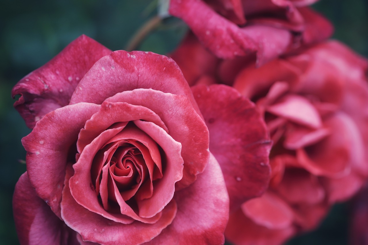 roses, flowers, flower background